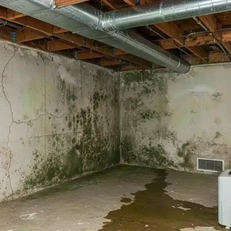 Professional Mold Removal in Wayne County, NY